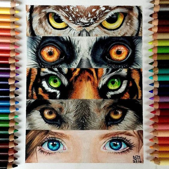 Color Pencil Animal Eyes - MRS. BECK'S FINE ART CLASSES